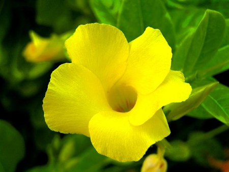 Alamandra Caribbean Flower - alamandra, leaves, flower, yellow