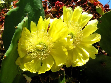 Nopal Prickly Pear on a Cactus - pear, flower, yellow, prickly