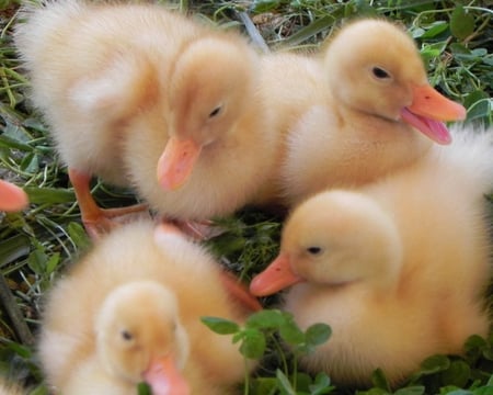 Ducklings - ducklings, grass, yellow, beeks