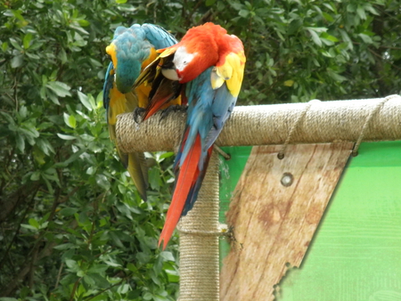 Parrots on the Caribbean Islands - red, parrots, yellow, islands, blue, cruise, photography, trees, nature, birds, green