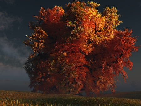 Autumn - nature, tree, autumn, beautiful