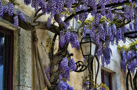 Flowers - nice, photography, lovely, purple, cool, pretty, lantern, window, beautiful, architecture, house, flowers, old, flower