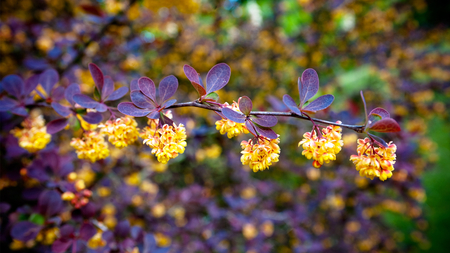 Versatile Nature - purple leaves, versatile, nature, hd, yellow flowers