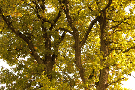 Great tree - forest, nature, tree, autumn