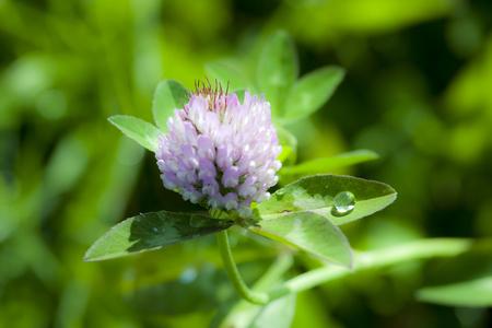 Clover - nature, green, clover, flower