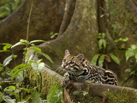 Exotic Cat - cat, wild, feline, rainforest, cute