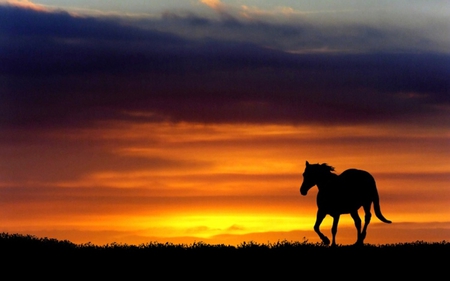 Horse at Sunset - animal, sunset, horses, fields, photography, sunrise, silhouette