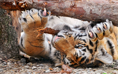 push ups - nature, pretty, cat, wild, photography, animal, tiger