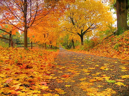 Ontario autumn - ontario, autumn, trees, gold, yellow, leaves, orange, green, colors