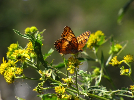 BUTTERFLY - butterfly, colors, nature, animals