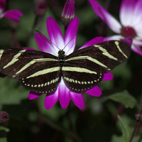 BLACK & YELOW BUTTERFLY