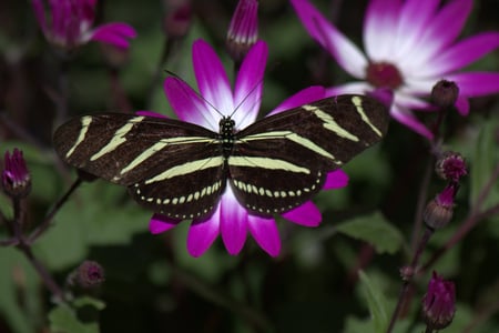 BLACK & YELOW BUTTERFLY - butterfly, colors, nature, animals