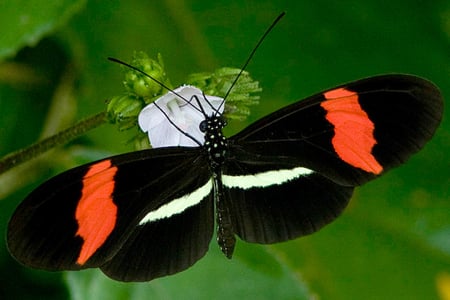 BUTTERFLY - butterfly, colors, nature, animals