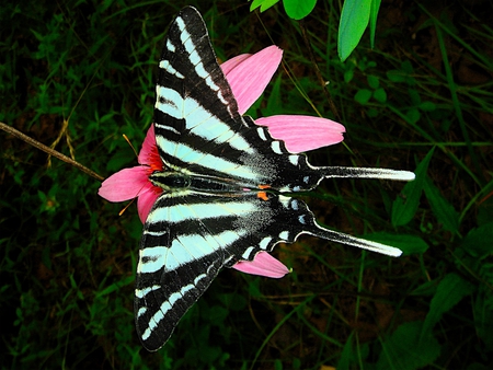 BEAUTIFUL BUTTERFLY - butterfly, animals, nature, colors