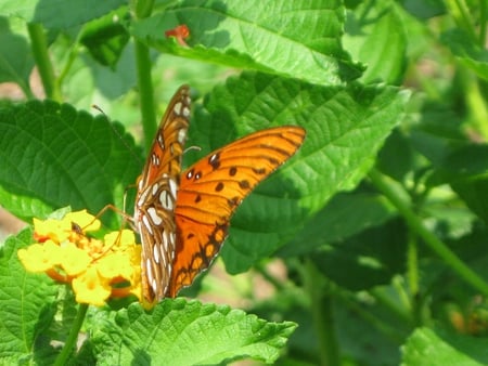 ORANGE BUTTERFLY - nature, colors, butterfly, animals