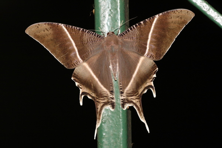 NIGHT BUTTERFLY - nature, colors, butterfly, animals