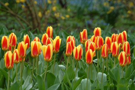 TULIP - nature, tulips, colors, flowers