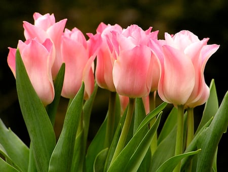 PINK TULIPS - flowers, tulips, colors, nature