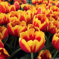 ORANGE - RED TULIPS