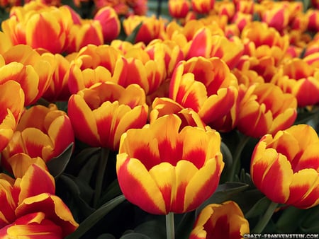 ORANGE - RED TULIPS - nature, tulips, colors, flowers