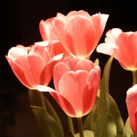 TULIPS