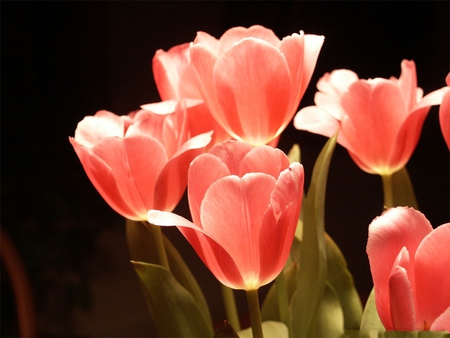 TULIPS - nature, tulips, colors, flowers