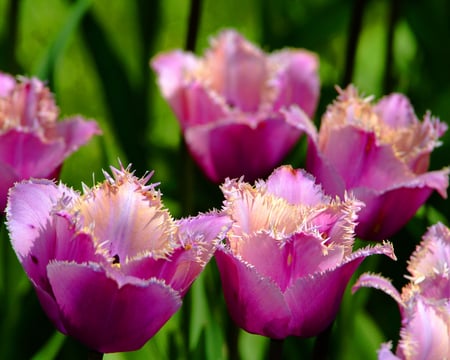 PURPLE TULIPS - flowers, tulips, colors, nature