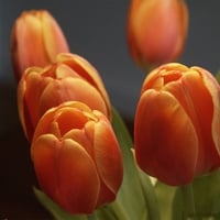 FIVE ORANGE TULIPS