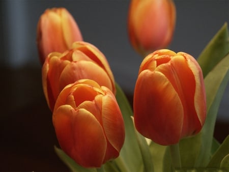 FIVE ORANGE TULIPS - nature, tulips, colors, flowers