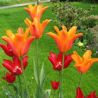 TULIPS