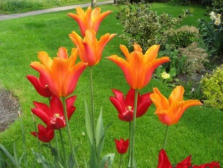 TULIPS - flowers, tulips, colors, nature