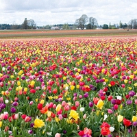 MULTICOLOR TULIPS