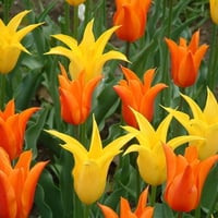 TULIPS