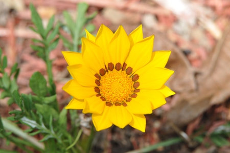 Gazania Flower - gazania, flower, picture, beautiful