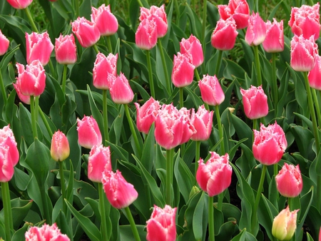 PINK TULIPS