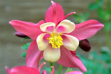 Pink-Columbine - picture, pink, columbine, beautiful