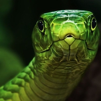 Green Snake