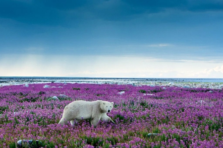 Polar-Bear in Flowers - in flowers, beautiful, polar-bear, picture