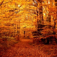 AUTUMN FOREST PATH