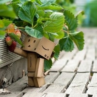 Danbo Likes Strawberries