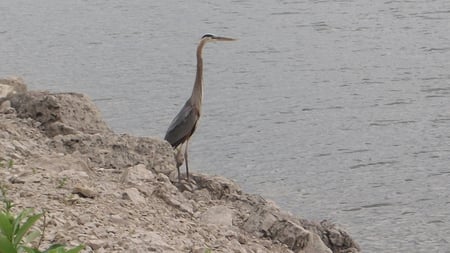 Standing Heron overlooking Resevoir - resevoir, bird, standing, heron, nature, man-made lake