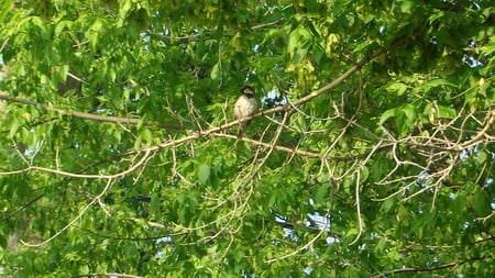 Springtime Sparrow sitting pretty - bird, spring, tree, sparrow, nature