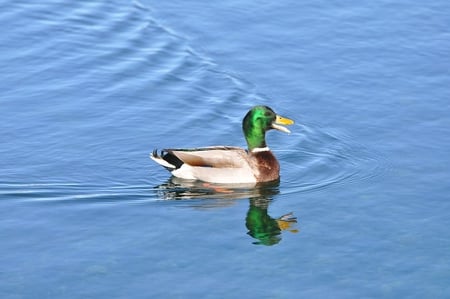 Quack-Quack - beautiful, quack-quack, duck, picture