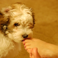 â™¥ Puppy Love â™¥