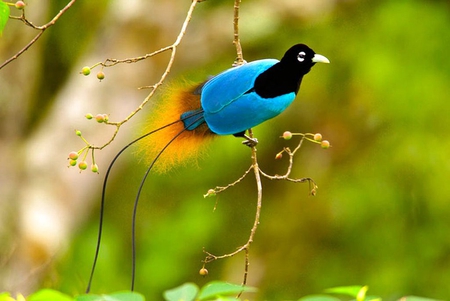 Bird of Paradise