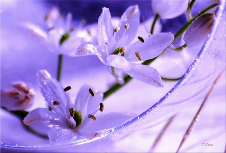 Lilies - innocence, delicate, purple, wallpaper, pink, beauty, flowers, soft colors, lilies, tenderness, nature