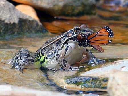 Frog w Hunt - hunt, picture, frog, beautiful