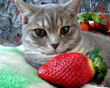 Kitten and strawberry - strawberry, animal, fruit, kitten, cat, feline