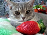 Kitten and strawberry