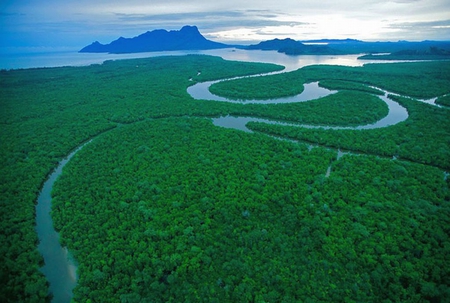 River in Forest - river, picture, in forest, beautiful